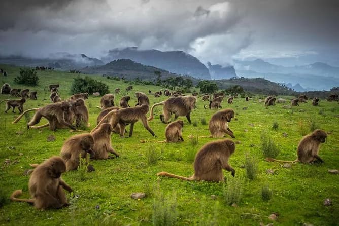 Bale Mountains National Park thumbnail 5