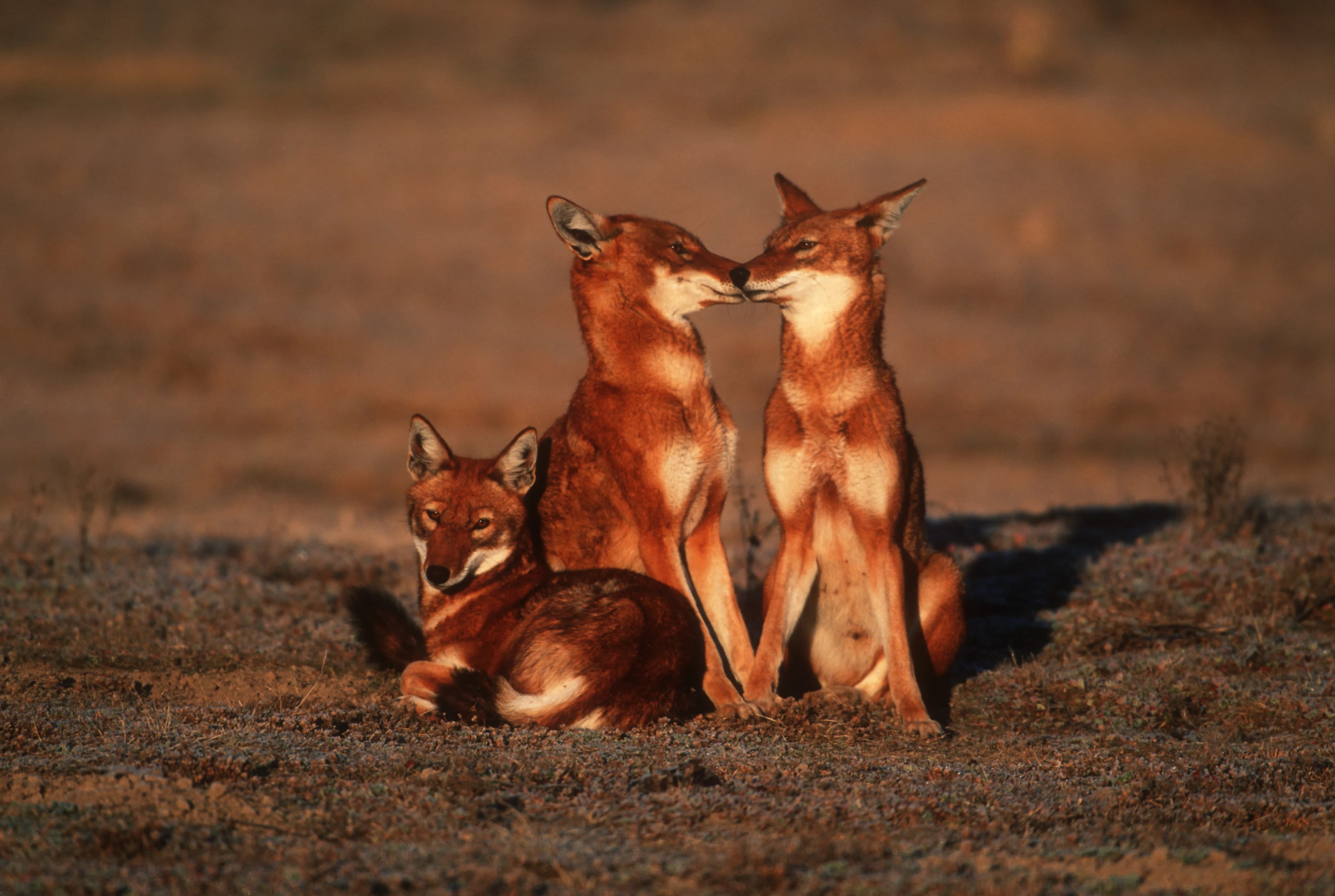 Bale Mountains National Park thumbnail 3