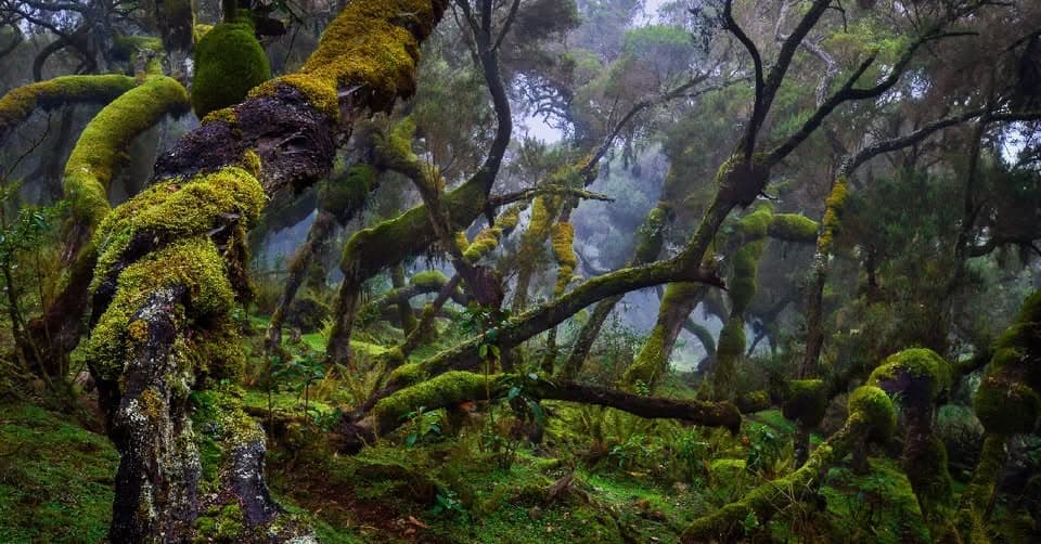 Forest & Rainforest climate zone landscape