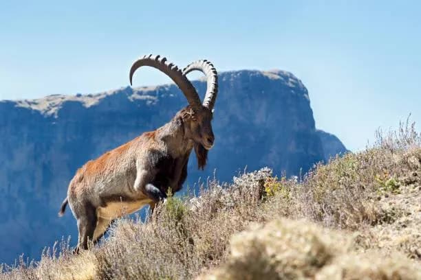 Simien Mountains Trekking thumbnail 3